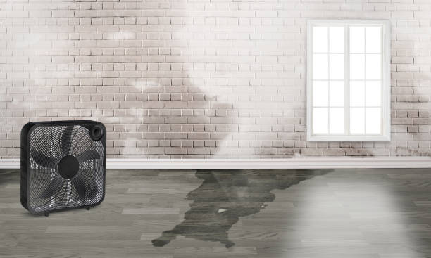 Best Mold removal after water damage  in Sa De Oro Mount Helix, CA